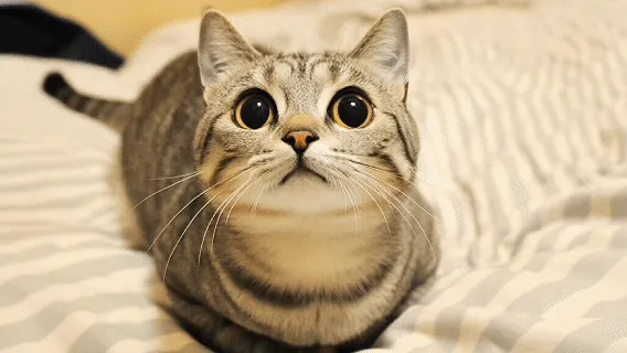 Örnek Görsel